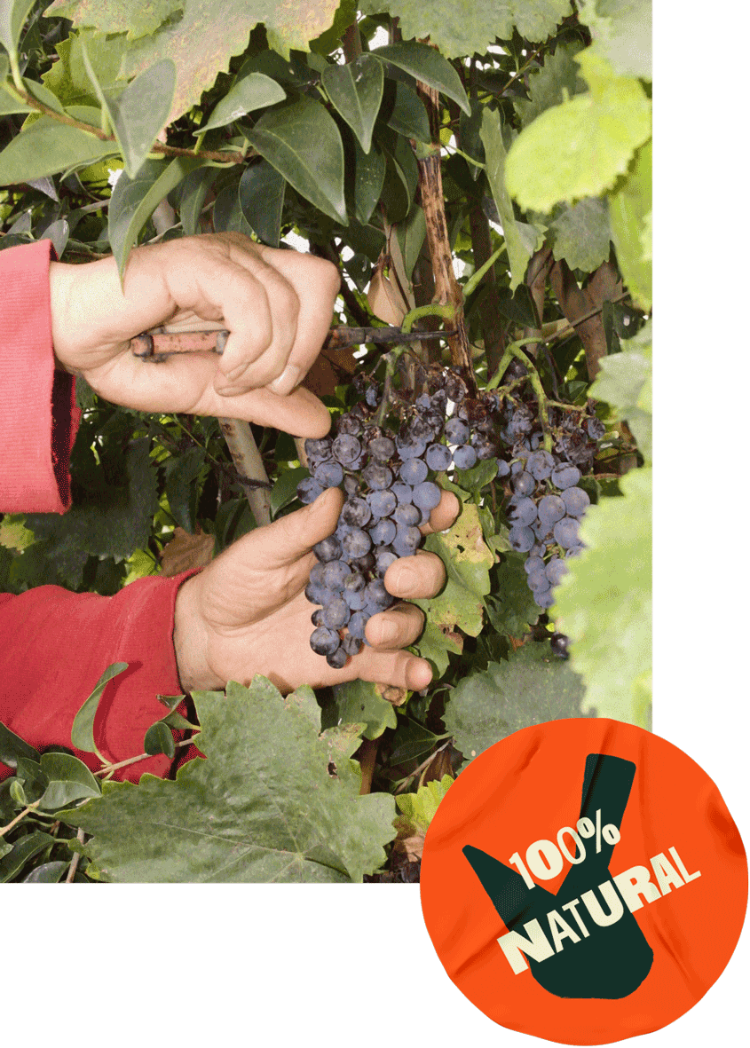 Mans tallant carràs